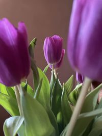 Close-up of purple flowering plant