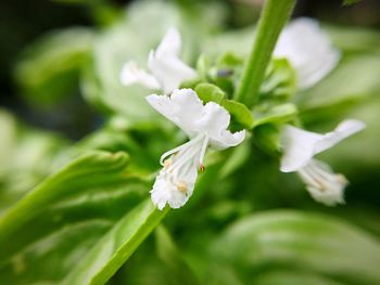 Close-up of white flowers