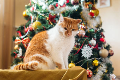 Close-up of cat sitting on table