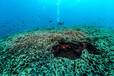 View of coral swimming underwater