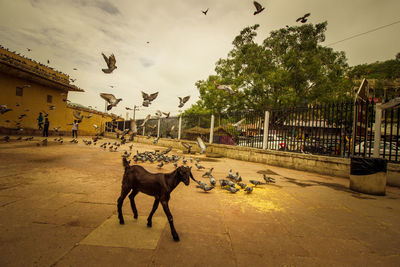 Cows on tree against sky