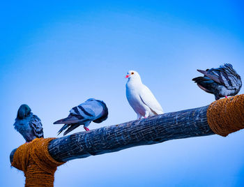 Low angle view of bird perching against clear blue sky