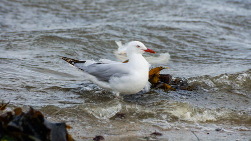 Close-up of seagull on rock