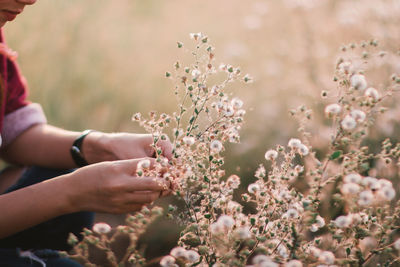 Cropped image of woman by flowers on field