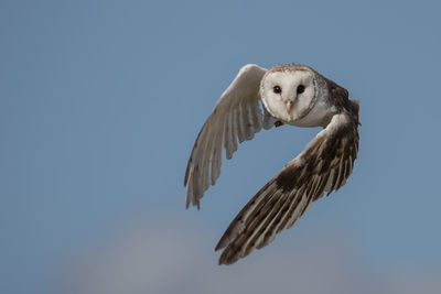 Low angle view of eagle