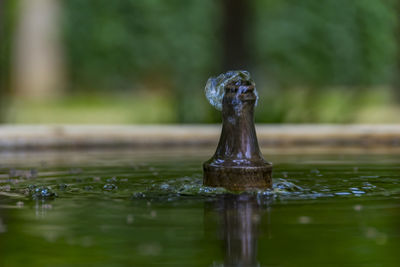 Close-up of water fountain