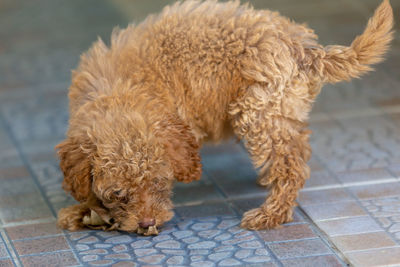 High angle view of dog on footpath