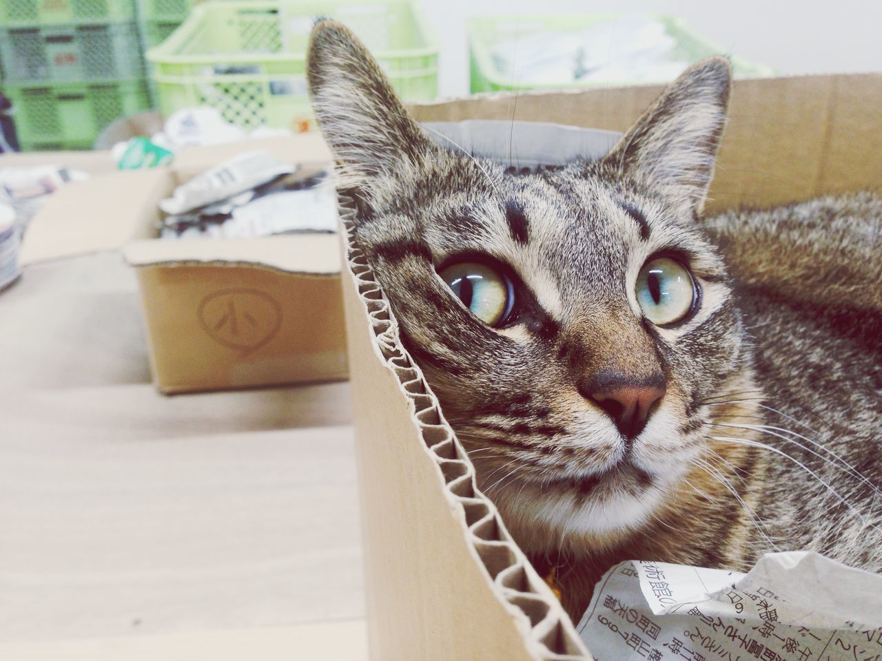 animal themes, one animal, domestic animals, domestic cat, pets, cat, mammal, feline, whisker, portrait, looking at camera, close-up, indoors, animal head, focus on foreground, relaxation, front view, alertness, no people