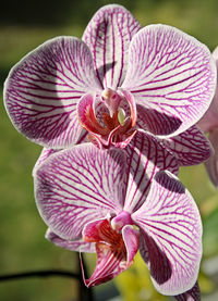 Close-up of purple flower blooming outdoors