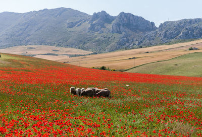 Scenic view of field