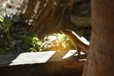 Close-up of lizard on wood