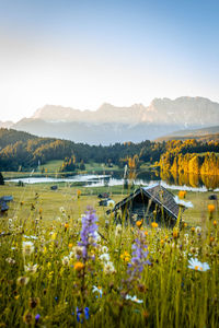 Scenic view of grassy field against sky