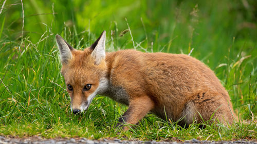 Portrait of fox sitting amidst grass on land