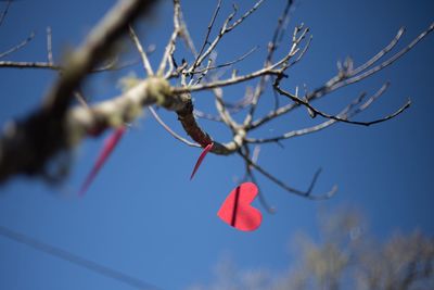 Close-up of red flower growing on branch