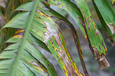 High angle view of dry leaves