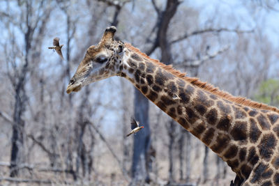 Side view of giraffe