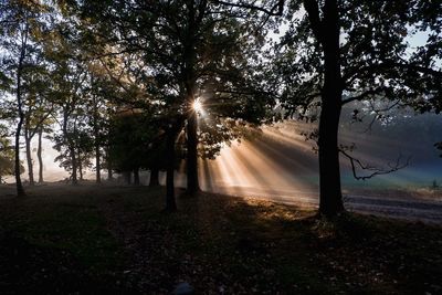 Sunlight streaming through trees in forest