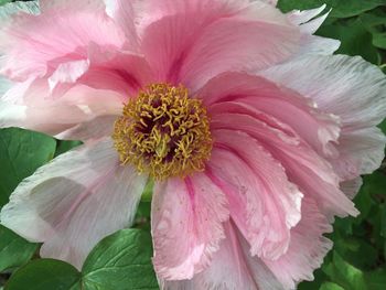 Close-up of pink flower