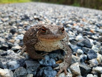 Close-up of frog on rock