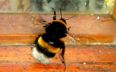 Close-up of insect