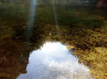 Reflection of trees in water