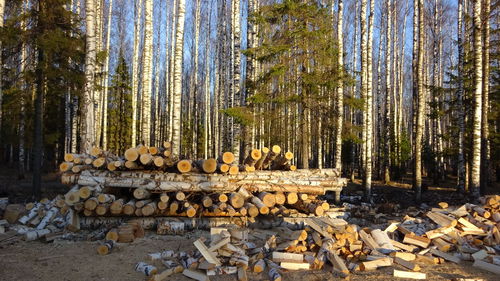 Stack of logs in forest