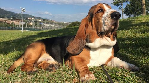 Dog relaxing on field