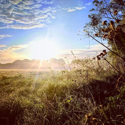 Scenic view of field against bright sun