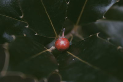 Close-up of red berries growing on plant