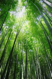 Low angle view of bamboo trees in forest