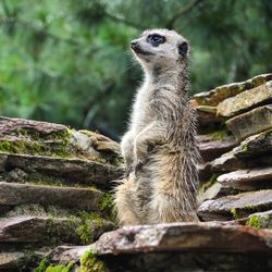 Meerkat on rock