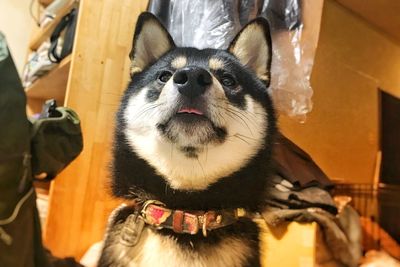 Close-up portrait of dog looking at camera