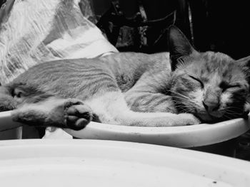 Close-up of cat sleeping