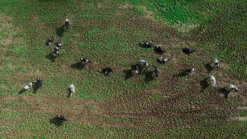 High angle view of birds on field