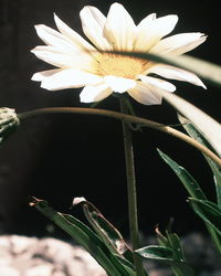 Close-up of white lotus blooming outdoors