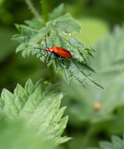 Red headed  common cardinal beetle on nettle leaf