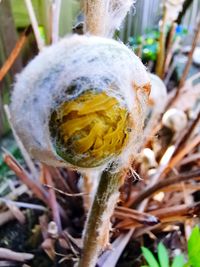 Close-up of yellow flowering plant on field