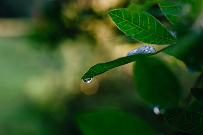 Close-up of wet plant leaves