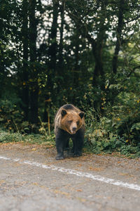 Close-up of an animal