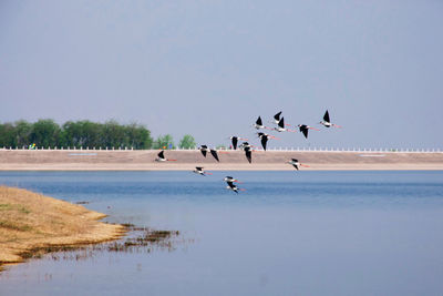 Seagulls flying over lake against sky
