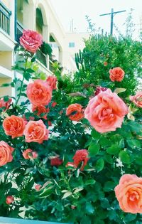 Close-up of red flowers blooming outdoors