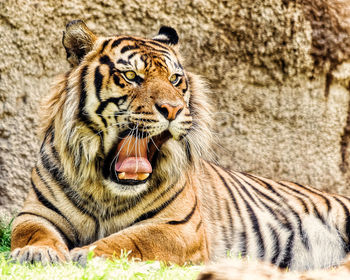 View of a tiger yawning