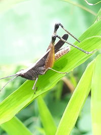 Close-up of butterfly perching on plant