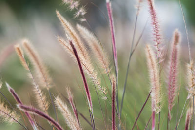 Close-up of grass