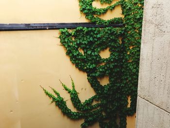 Close-up of ivy growing on wall