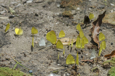 High angle view of dry leaves on ground