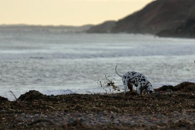 Dog on shore against sky