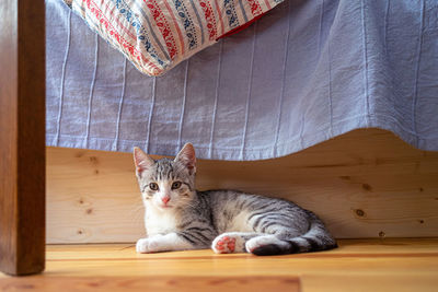Portrait of cat lying on blanket