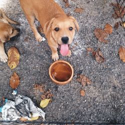 High angle portrait of dog standing on road by container