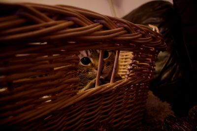 Close-up of owl in basket